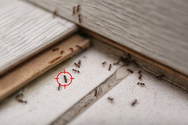 Best Insect Control  in Spirit Lake, IA