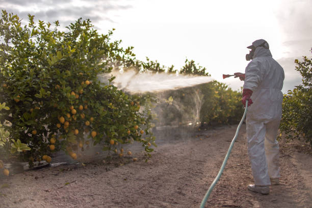 Best Ant Control Services  in Spirit Lake, IA