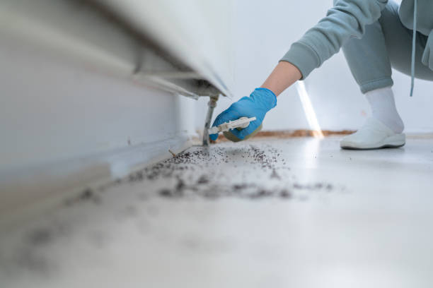Best Pest Removal Services  in Spirit Lake, IA
